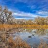 Trio, Bosque Rio Grande, Albuquerque, NM | Fine Art Photography Print for Sale | Chronoscope Pictures