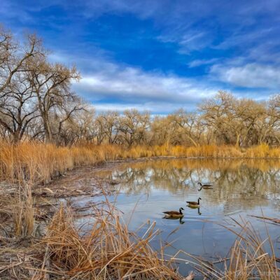 Trio, Bosque Rio Grande, Albuquerque, NM | Fine Art Photography Print for Sale | Chronoscope Pictures Trio, Bosque Rio Grande, Albuquerque, NM | Fine Art Photography Print for Sale | Chronoscope Pictures