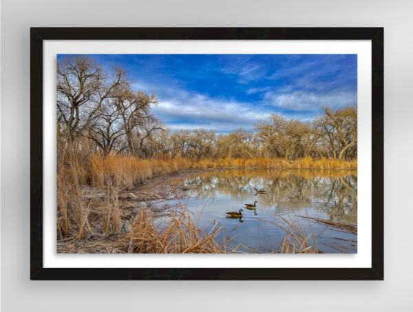 Trio, Bosque Rio Grande, Albuquerque, NM | Fine Art Photography Print for Sale | Chronoscope Pictures