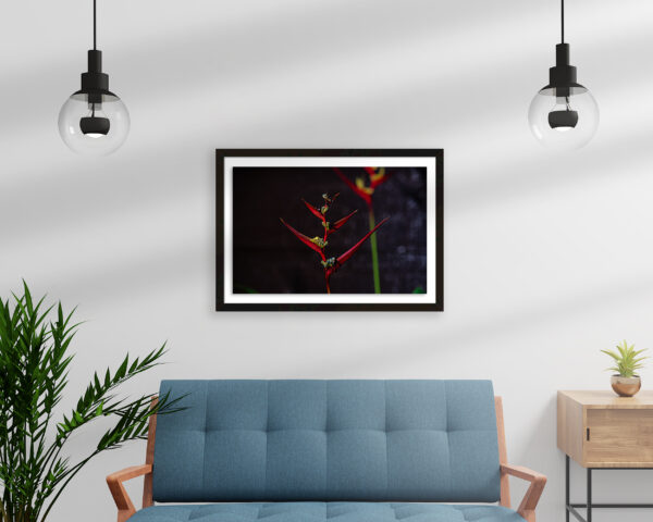 Red Heliconia Flowers | Fine Art Floral Photography Print for Sale | Chronoscope Pictures