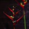 Red Heliconia Flowers | Fine Art Floral Photography Print for Sale | Chronoscope Pictures