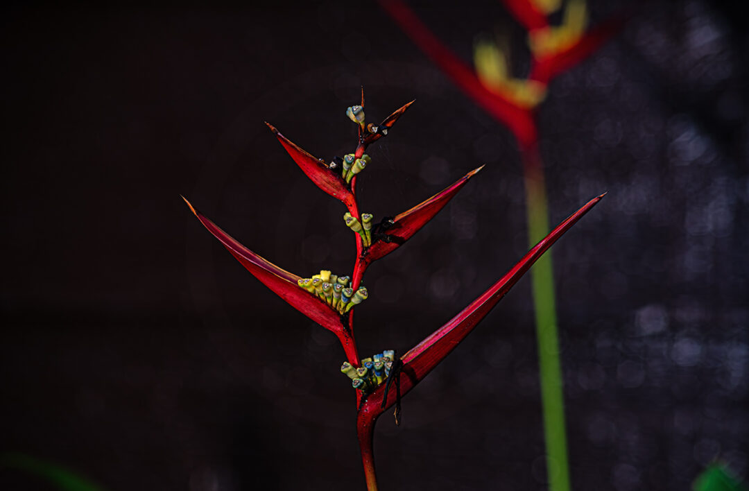 Red Heliconia Flowers | Fine Art Floral Photography Print for Sale | Chronoscope Pictures