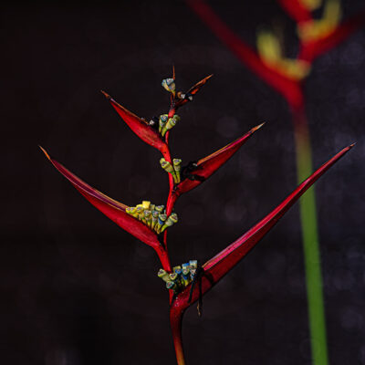 Red Heliconia Flowers | Fine Art Floral Photography Print for Sale | Chronoscope Pictures