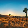Golden Hour at Joshua Tree | Fine Art Landscape Photography Print for Sale | Chronoscope Pictures
