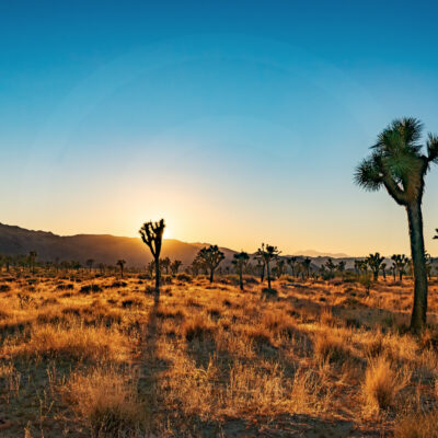 Golden Hour at Joshua Tree | Fine Art Landscape Photography Print for Sale | Chronoscope Pictures