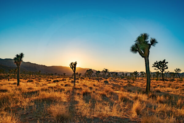 Golden Hour at Joshua Tree | Fine Art Landscape Photography Print for Sale | Chronoscope Pictures