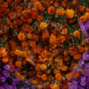 Cempasúchil Marigold Flower | Fine Art Floral Photography Print for Sale | Chronoscope Pictures