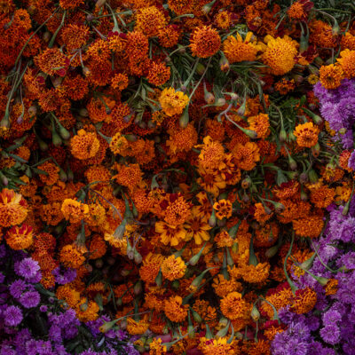 Cempasúchil Marigold Flower | Fine Art Floral Photography Print for Sale | Chronoscope Pictures