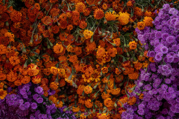 Cempasúchil Marigold Flower | Fine Art Floral Photography Print for Sale | Chronoscope Pictures