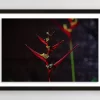 Red Heliconia Flowers | Fine Art Floral Photography Print for Sale | Chronoscope Pictures