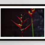 Red Heliconia Flowers | Fine Art Floral Photography Print for Sale | Chronoscope Pictures
