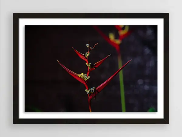 Red Heliconia Flowers | Fine Art Floral Photography Print for Sale | Chronoscope Pictures