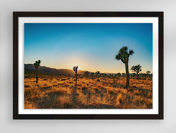 Golden Hour at Joshua Tree | Fine Art Landscape Photography Print for Sale | Chronoscope Pictures