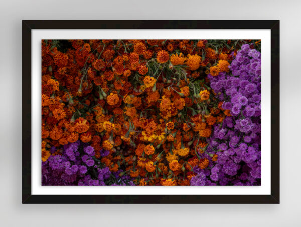 Cempasúchil Marigold Flower | Fine Art Floral Photography Print for Sale | Chronoscope Pictures